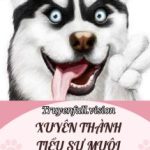 Xuyên Thành Tiểu Sư Muội Chó Nhất Tông Môn